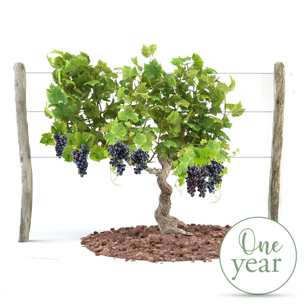 Vine Adoption - 1 Year